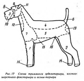 тримминг эрделя.jpg